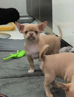 Chihuahua 