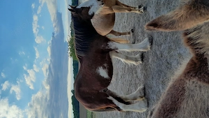 Gesunder Clydesdale Wallach mit 1 blauen Auge Bild 29