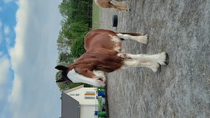 Gesunder Clydesdale Wallach mit 1 blauen Auge Bild 11