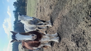 Gesunder Clydesdale Wallach mit 1 blauen Auge Bild 25