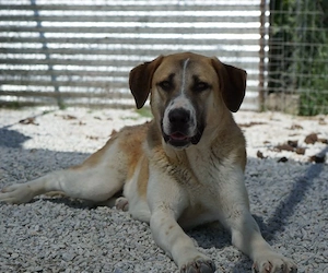  Juno, geb. 03 2025, lebt in GRIECHENLAND, im städt. Tierheim Serres Bild 4
