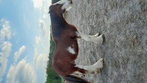 Gesunder Clydesdale Wallach mit 1 blauen Auge Bild 23