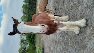 Gesunder Clydesdale Wallach mit 1 blauen Auge Bild 2