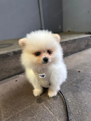 Zwergspitz (Pomeranian)