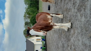 Gesunder Clydesdale Wallach mit 1 blauen Auge Bild 18