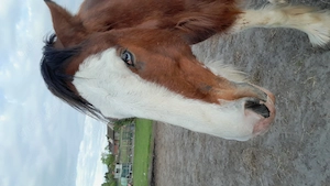 Gesunder Clydesdale Wallach mit 1 blauen Auge Bild 19