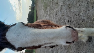 Gesunder Clydesdale Wallach mit 1 blauen Auge Bild 22