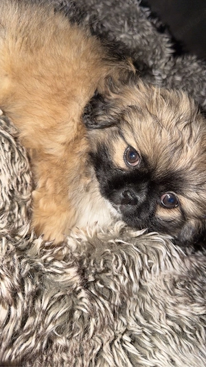pekinese welpe rüde 