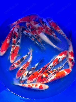 Gosanke Mix von Maruju (24-28cm) 