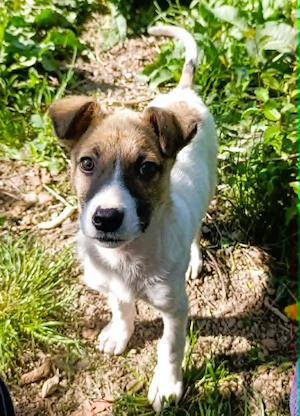 Tessa   kleines Hundekind sucht ihr Zuhause für immer