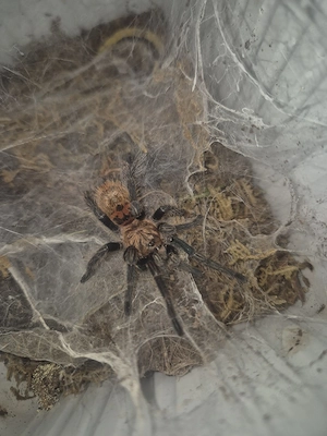 Chromatopelma cyaneopubescens 