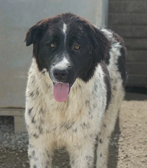 Anastasia, geb. ca. 05 2025, lebt in GRIECHENLAND, im städt. Tierheim Serres Bild 4
