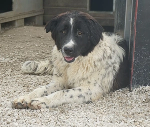 Anastasia, geb. ca. 05 2025, lebt in GRIECHENLAND, im städt. Tierheim Serres Bild 9