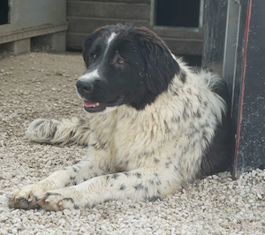 Anastasia, geb. ca. 05 2025, lebt in GRIECHENLAND, im städt. Tierheim Serres Bild 10