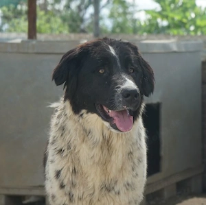 Anastasia, geb. ca. 05 2025, lebt in GRIECHENLAND, im städt. Tierheim Serres Bild 6