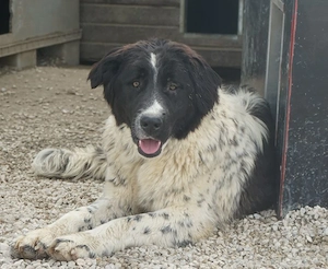 Anastasia, geb. ca. 05 2025, lebt in GRIECHENLAND, im städt. Tierheim Serres Bild 8