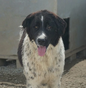 Anastasia, geb. ca. 05 2025, lebt in GRIECHENLAND, im städt. Tierheim Serres Bild 5