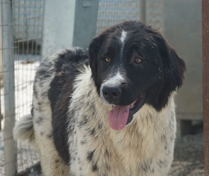 Anastasia, geb. ca. 05 2025, lebt in GRIECHENLAND, im städt. Tierheim Serres Bild 3