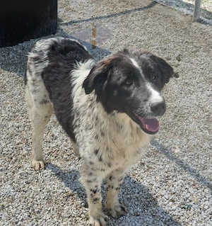 Anastasia, geb. ca. 05 2025, lebt in GRIECHENLAND, im städt. Tierheim Serres Bild 2