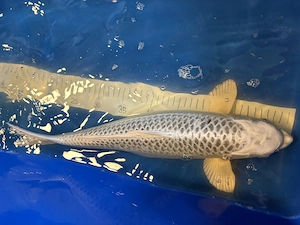 Gin Matsuba von Maruju (45cm)