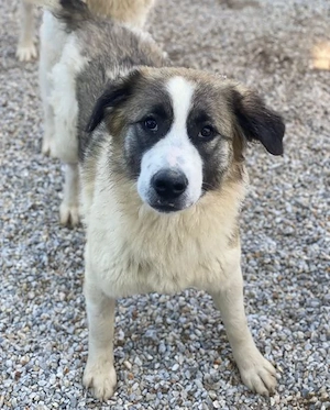 Lexya, geb. ca. 02 2025, lebt in GRIECHENLAND, im städt. Tierheim Serres  Bild 6