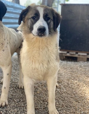 Lexya, geb. ca. 02 2025, lebt in GRIECHENLAND, im städt. Tierheim Serres  Bild 8