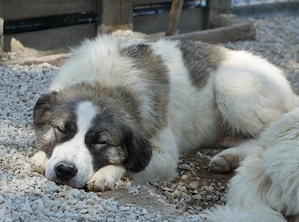 Lexya, geb. ca. 02 2025, lebt in GRIECHENLAND, im städt. Tierheim Serres  Bild 9