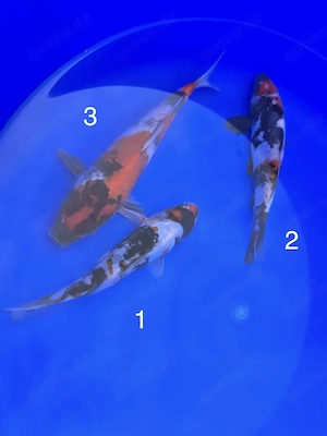 Showa & Doitsu Showa 17-22cm ( Hosokai & Miyatora) 