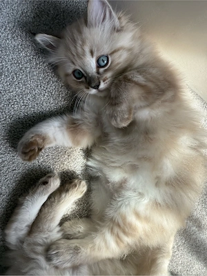 Ragdoll Kitten Bild 2