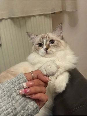 Ragdoll Kitten Bild 4