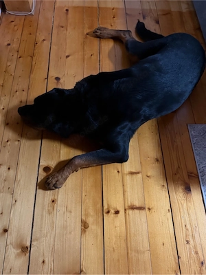 Rottweiler sucht verantwortungsvolles Zuhause