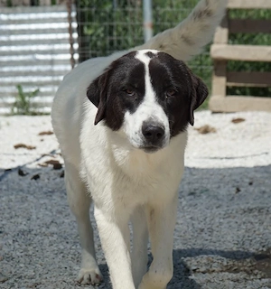 Zenzi, geb. ca. 01 2025, lebt in GRIECHENLAND, im städt. Tierheim Serres  Bild 2