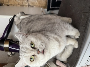 Boncuk sucht ein neues Zuhause 