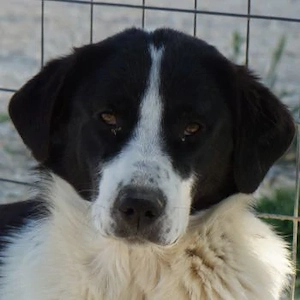 Zola, geb. ca. 01 2025, lebt in GRIECHENLAND, im städt. Tierheim Serres 