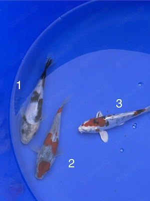 Shiro Utsuri, Goshiki & Beni Kikokuryu von Maruju (17-20cm)