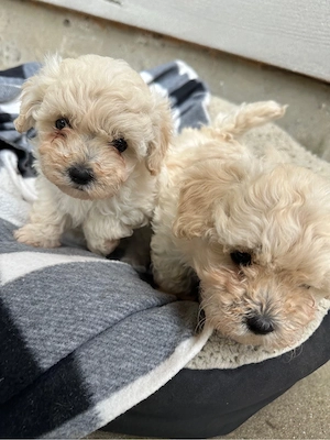 Bichon frise -Welpen 