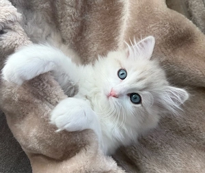 Ragdoll Kitten Bild 3