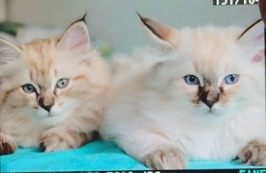 Ragdoll Kitten Bild 5