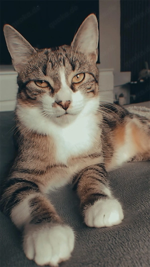 Kater 8 Monate sucht ein liebevolles Zuhause 
