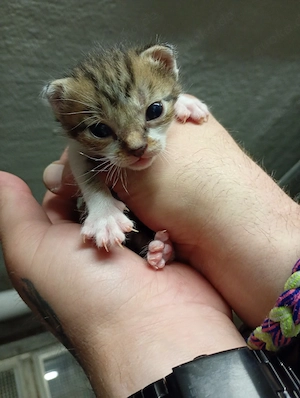 Europäischekurzhaar kitte Junge  