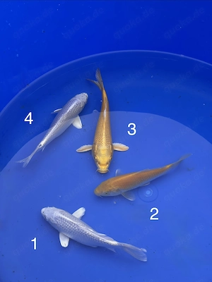 Tosai - Platin Ogon, Yamabuki & Karashi von Yagenji (17-20cm) 