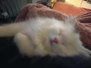 britisch Langhaar Kater weiß baby