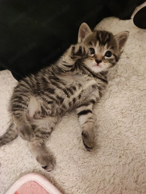 Bengal BKH Mix Kitten 