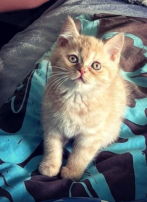 BKH Kitten Bärchen in Creme 