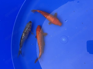 Tosai Ginrin Benigoi & Ginrin Aragoke von Maruju (17-21cm)