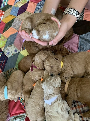 Niedliche Welpen ab sofort verfügbarWunderschöne reinrassige Hunde zur AdoptionGesunde und geimpfte 