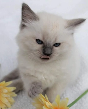 Diese kleinen Fellknäuel sind reinrassige Ragdolls, Bild 2