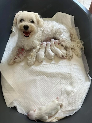 Hund verfügbar 