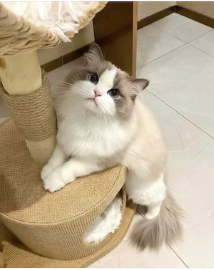 Diese kleinen Fellknäuel sind reinrassige Ragdolls, Bild 4