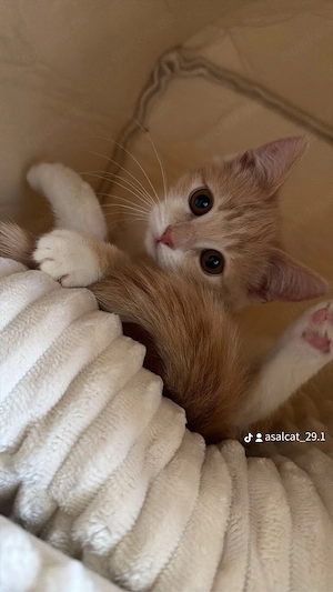 Wunderschönes verschmustes Kitten sucht liebevolles Zuhause